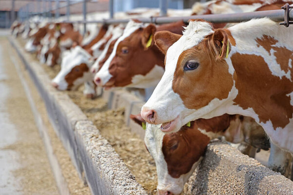 Dairy farm, simmental cattle, feeding cows on farm