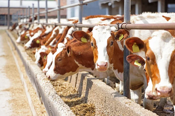 Молочная Ферма Симментальный Скот Кормление Коров Ферме — стоковое фото