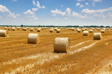 Tarlada hasat edilen buğday hasadı, tarım çiftliği manzarası, kırsal arazi, ekmek üretim konsepti, gökyüzünde güneşli güzel yaz günü bulutları.