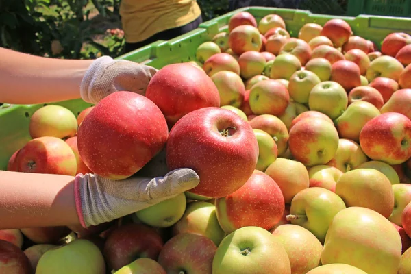 Apples Women Hands Close Farmers Pick Apples Sort Them Large — Stock Photo, Image