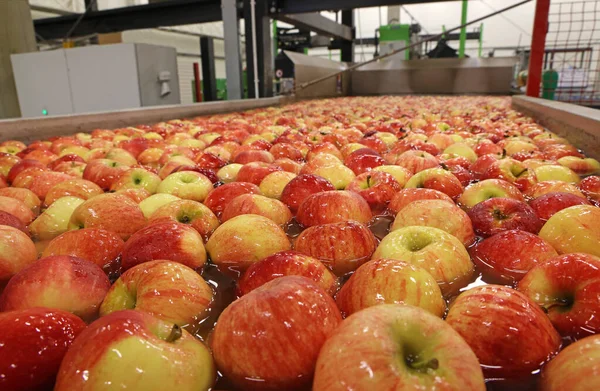 Manzanas Flotando Una Especie Transportador Agua Lavado Clasificación Almacén Embalaje — Foto de Stock