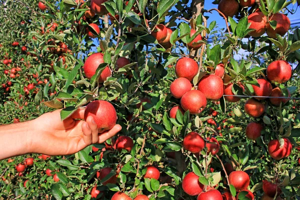 果樹園で熟したリンゴを摘む 男性の手を閉じて夏の晴れた日にリンゴを取ります — ストック写真