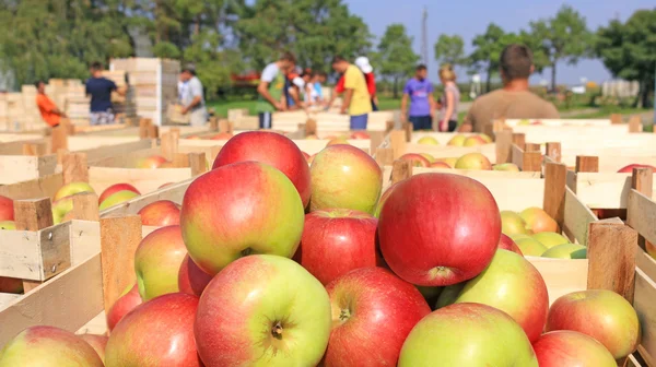 Carrinho cheio de maçãs após a colheita — Fotografia de Stock