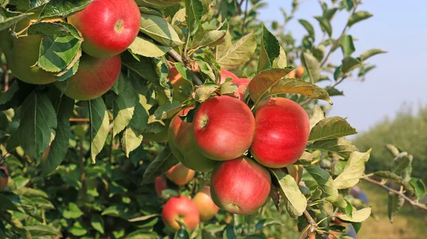 Ripe apple in orchard — Stock Photo, Image