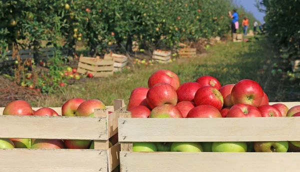 Carro lleno de manzanas después de recoger en huerto — Foto de Stock