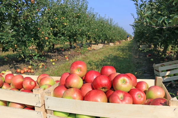 Cart full of apples after picking in orchard — Stock Photo, Image