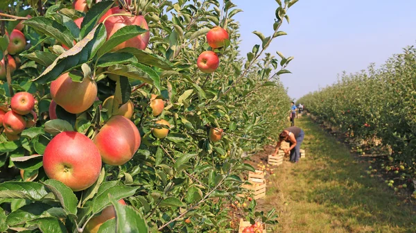 Apple pobrania w sadzie — Zdjęcie stockowe