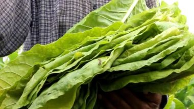 Çiftçi tütün alanında malzeme çekme