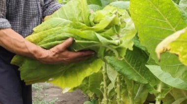 Çiftçi tütün alanında malzeme çekme