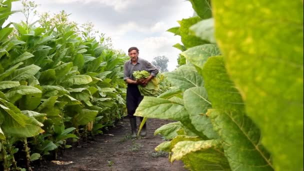 Farmer picking tobacco in the field — Stock Video