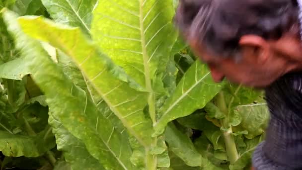 Agriculteur cueillant du tabac dans le champ 