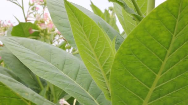 Hoja de tabaco en un campo — Vídeo de stock