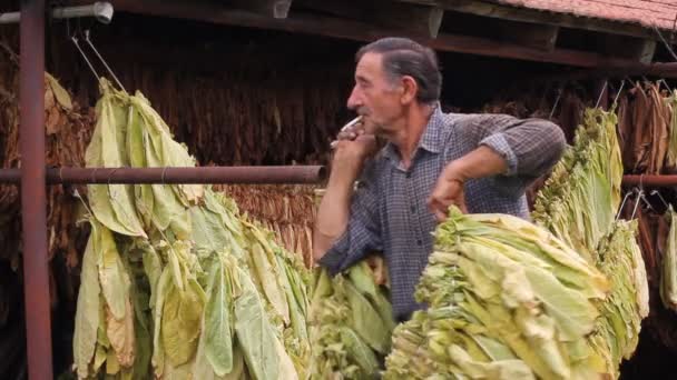 Hoja seca de tabaco — Vídeo de stock