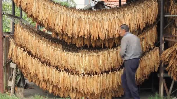 Agricultor que seca tabaco — Vídeo de Stock