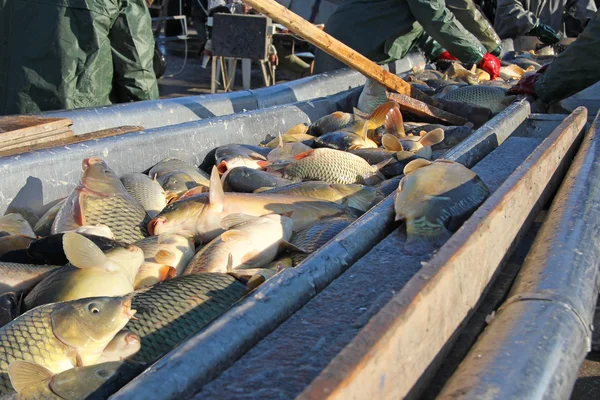 Sötvattensfisk sortering — Stockfoto