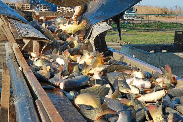 Рибної промисловості — стокове фото