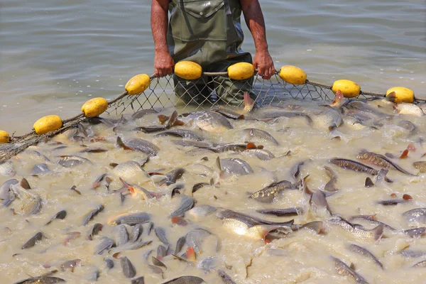 Pesca com redes — Fotografia de Stock