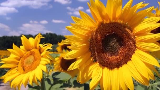 Tournesols dans un champ