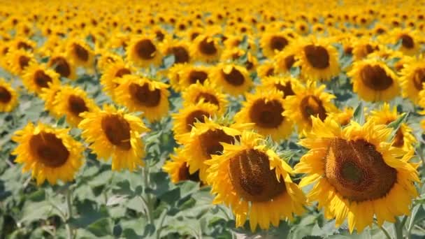 Sonnenblumen auf einem Feld — Stockvideo