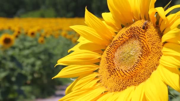 Sonnenblumen und Bienen — Stockvideo