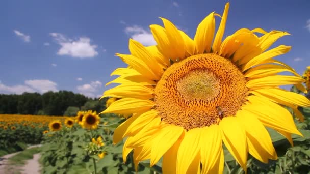 Tournesols et abeilles 