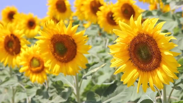 Sonnenblumen auf einem Feld — Stockvideo