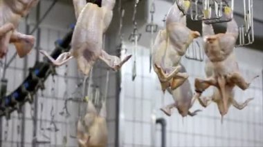 tavuk üretim hattında