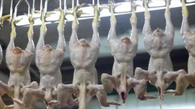 tavuk üretim hattında