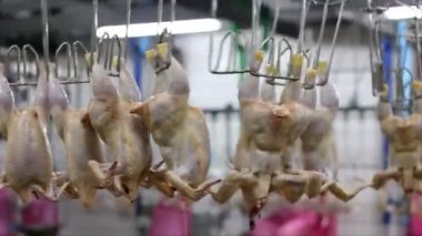 tavuk üretim hattında