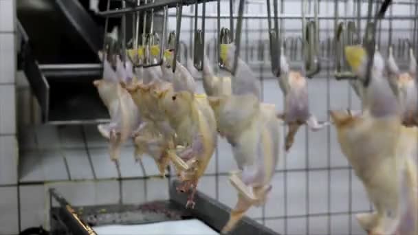 Pollos en línea de producción — Vídeo de stock