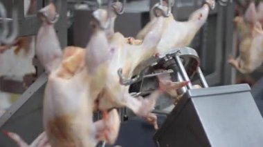 tavuk üretim hattında