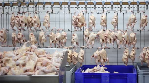 Pollos en línea de producción — Vídeos de Stock