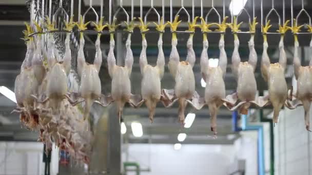 Chickens on production line — Stock Video