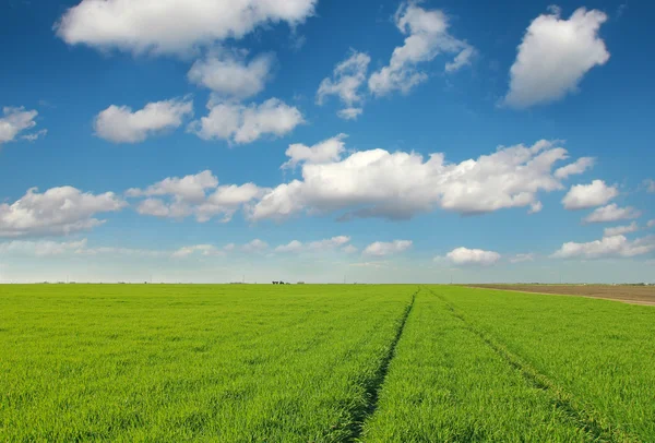 Šířku pole zelená pšenice — Stock fotografie