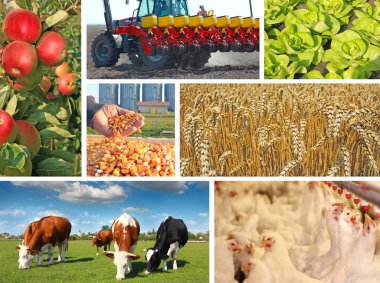 Agriculture - collage clipart