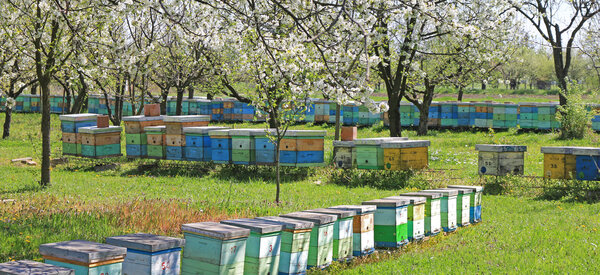 Beehives in the blooming cherry orchard
