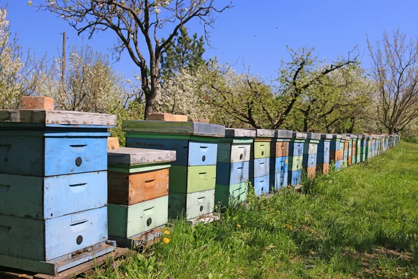 Apiculture, abeilles et ruches dans le verger — Photo