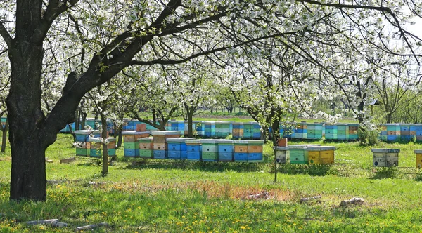 Beehives in the blooming cherry orchard — Stock Photo, Image