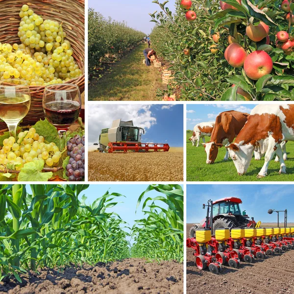 Agricoltura - collage — Foto Stock