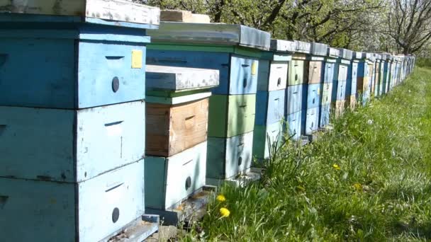 Apiculture — Video