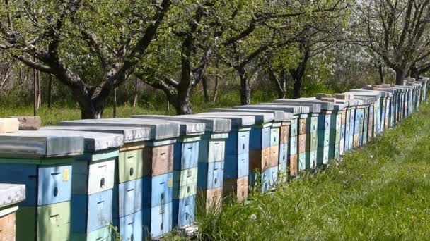 Apiculture — Video