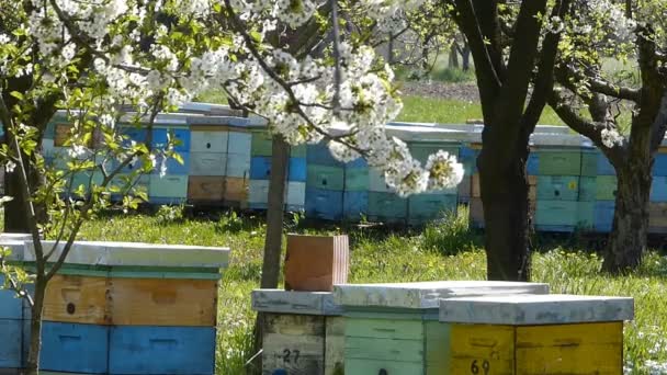 Beekeeping — Stock Video