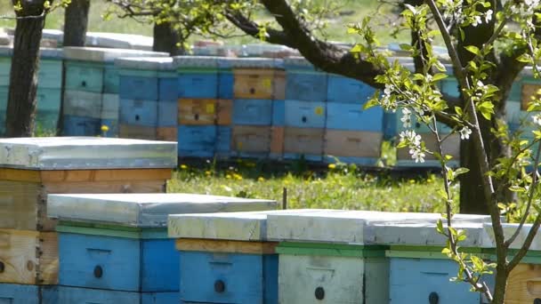 Beekeeping — Stock Video