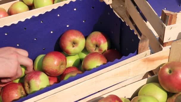 Сбор и сортировка яблок на ферме — стоковое видео