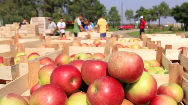 Apple pobrania i sortowanie na farmie — Wideo stockowe