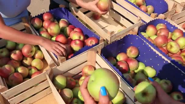Recogida y clasificación de manzanas en la granja — Vídeo de stock