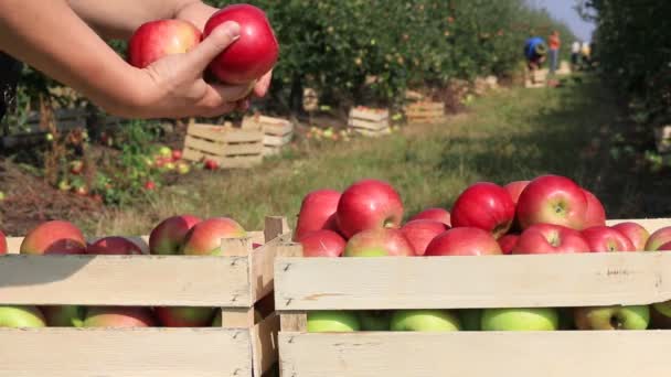 Apples in crates after harvest — Stock Video