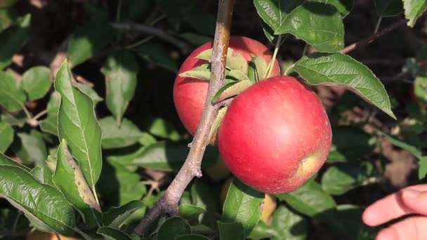 Cueillette des pommes dans le verger — Video