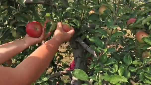 Äpple plockning i orchard — Stockvideo