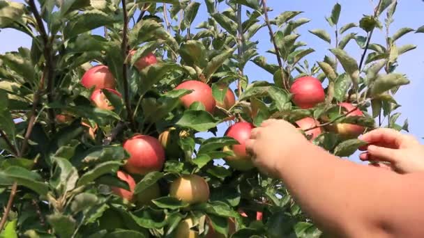 Recogida de manzanas en huerto — Vídeo de stock